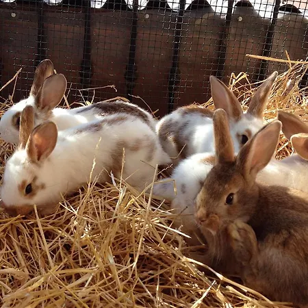 Ca' Isotta 팜스테이 *