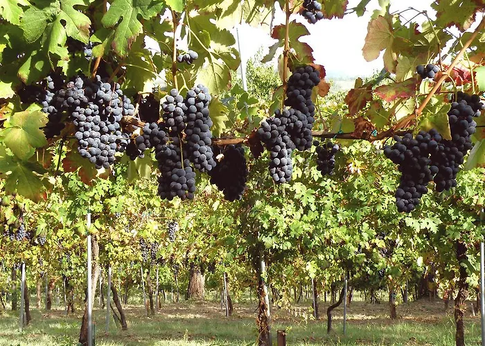 Agriturismo Ca' Isotta