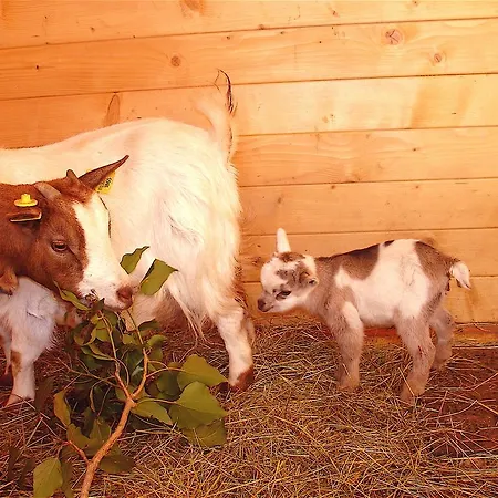 Ca' Isotta Castello di Serravalle