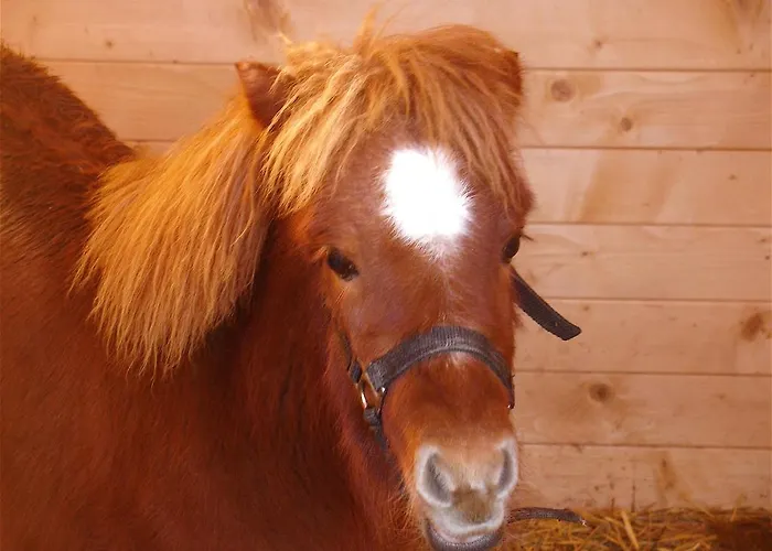 Çiftlik konaklama Ca' Isotta Castello di Serravalle