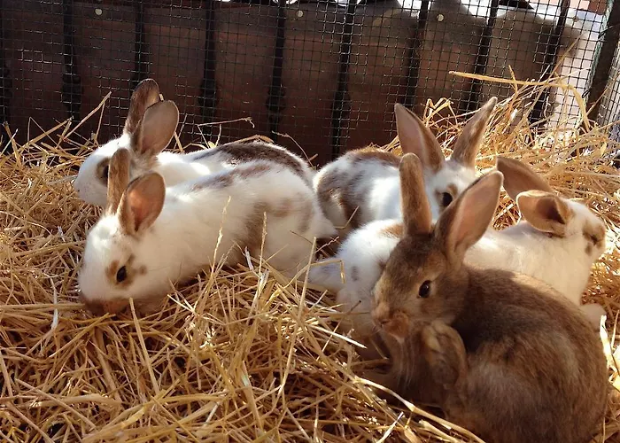 Ca' Isotta Çiftlik konaklama *